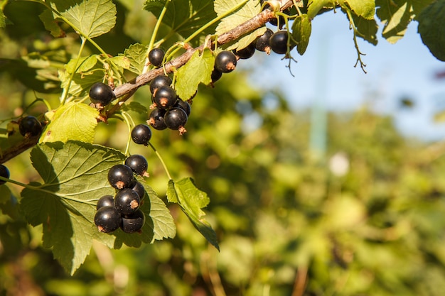 Zweig der schwarzen Johannisbeere mit Beeren im Garten am Sommertag mit unscharfem natürlichen Hintergrund.