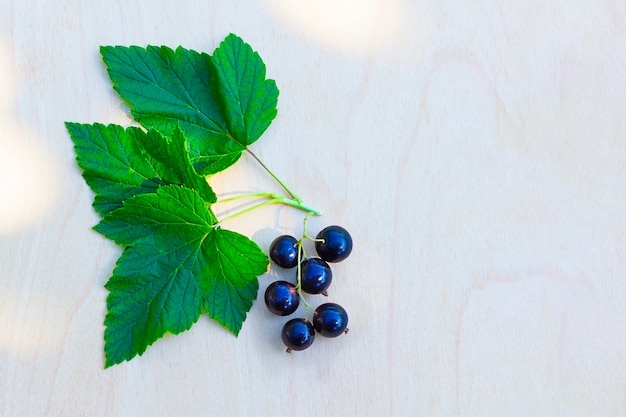 Foto zweig der schwarzen johannisbeere mit beeren und blättern