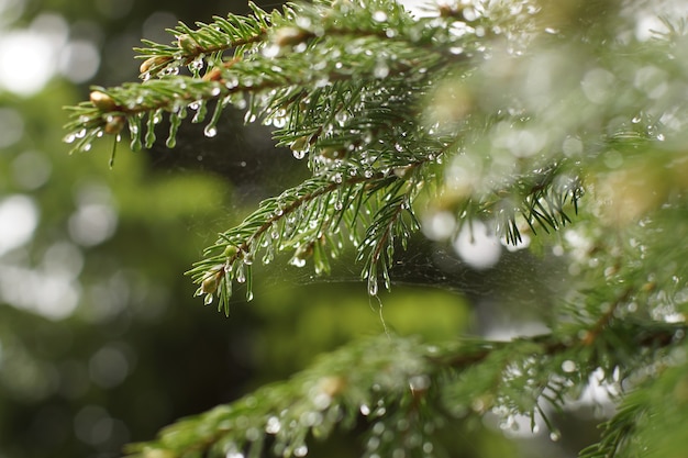 Zweig der Tanne nach dem Regen in den Wassertropfen, flacher DOF.