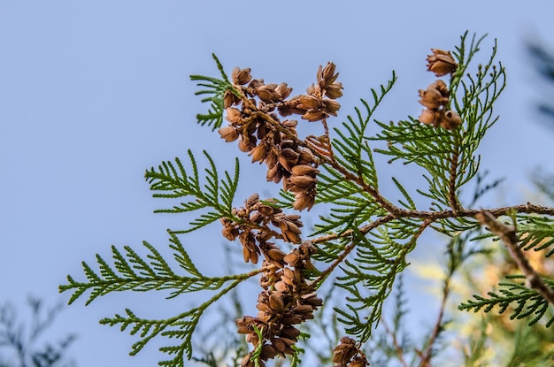 Zweig der Thuja mit Nüssen gegen eine Nahaufnahme des blauen Himmels