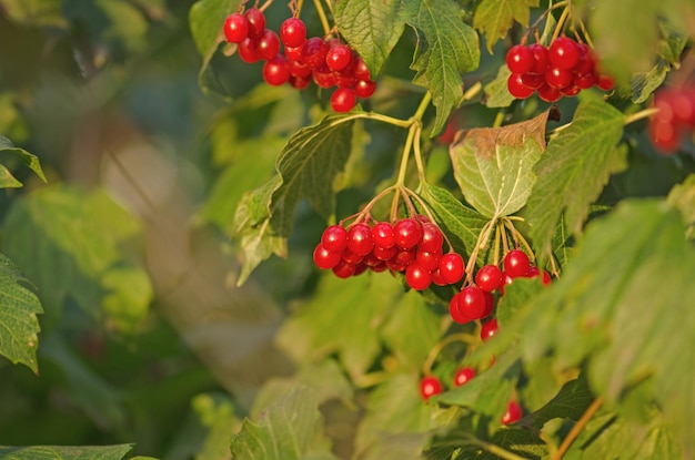 Zweig der Viburnum-Beeren Guelder rote Rose