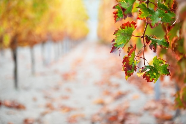 Zweig der Weinpflanze mit bunten Herbstblättern und Reihen von Reben im weich fokussierten Hintergrund