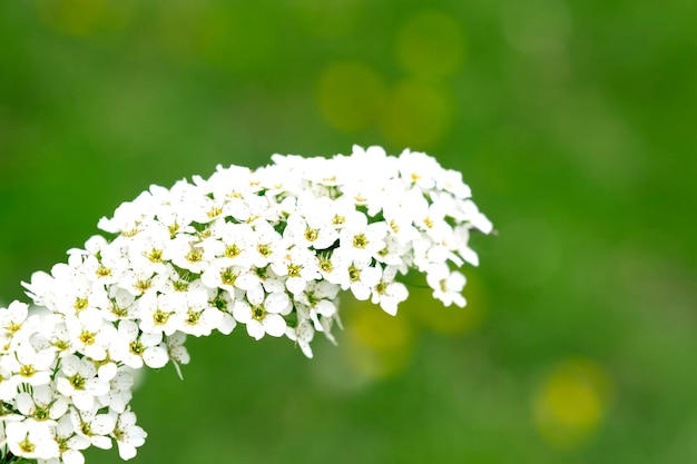 Zweig der weißen Frühlingsblumen auf einem natürlichen grünen Hintergrund Weiße Frühlingsblumen als Frühlingshintergrund