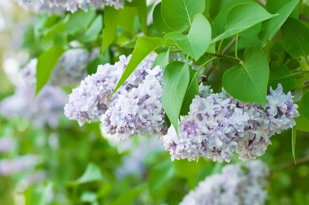 Zweig der weißen lila Blüten mit den Blättern