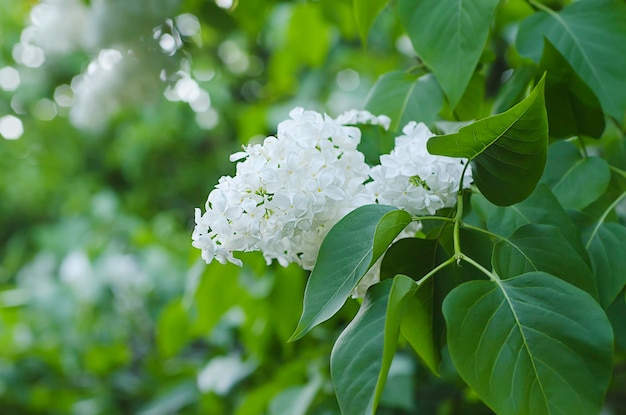 Zweig der weißen lila Blumen mit dem natürlichen Frühlingshintergrund der Blätter