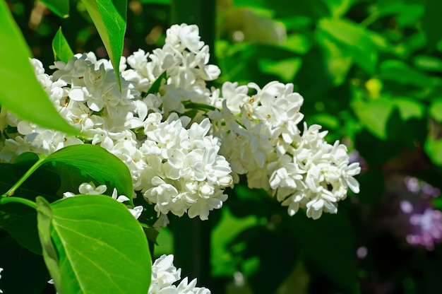 Zweig der weißen lila Blumen