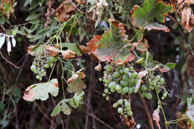 Zweig der weißen Traube im Weinberg im Herbst