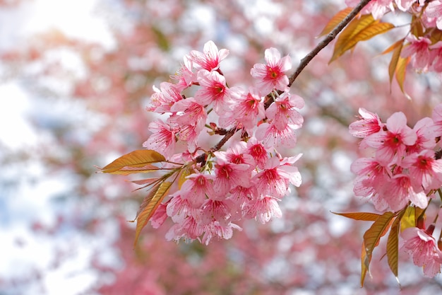 Foto zweig der wilden himalaya-kirschblüte, die während des winters in thailand blüht