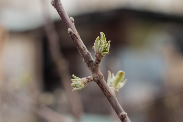 Zweig des Apfelbaums mit Knospen