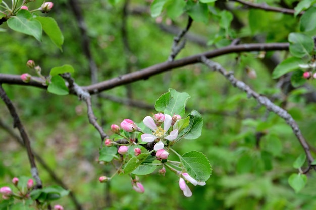 Zweig des Apfelbaums mit rosa Blüten und grünen Blättern, Makro