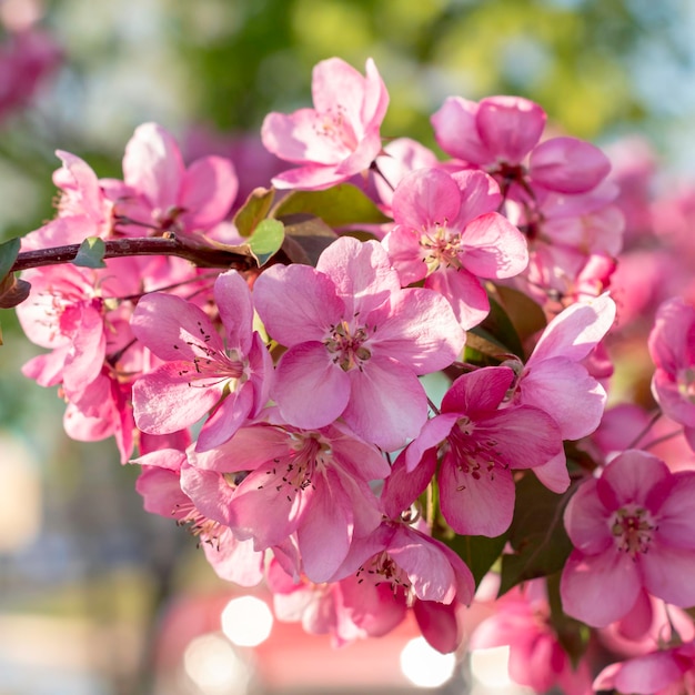 Zweig des Apfelbaums mit rosa BlumenFrühlingssaisonSelektiver Fokus