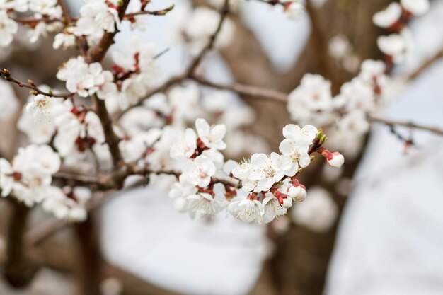 Zweig des Aprikosenbaums in der Frühlingsblüte auf verschwommenem Hintergrund des blauen Himmels. Geringe Schärfentiefe. Selektiver Fokus auf Blumen.