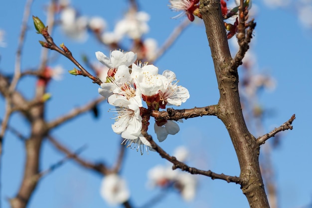 Zweig des aprikosenbaums in der frühlingsblüte auf verschwommenem hintergrund des blauen himmels. geringe schärfentiefe. selektiver fokus auf blumen.