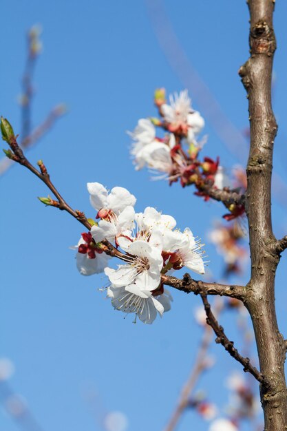 Zweig des Aprikosenbaums in der Zeit der Frühlingsblüte auf verschwommenem Hintergrund des blauen Himmels. Selektiver Fokus auf Blumen.