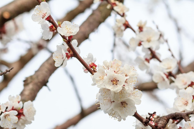 Zweig des Aprikosenbaums in der Zeit der Frühlingsblüte auf verschwommenem Hintergrund. Geringe Schärfentiefe. Selektiver Fokus auf Blumen.