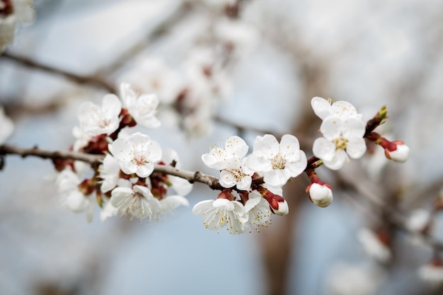 Zweig des Aprikosenbaums in der Zeit der Frühlingsblüte auf verschwommenem Hintergrund. Selektiver Fokus auf Blumen.