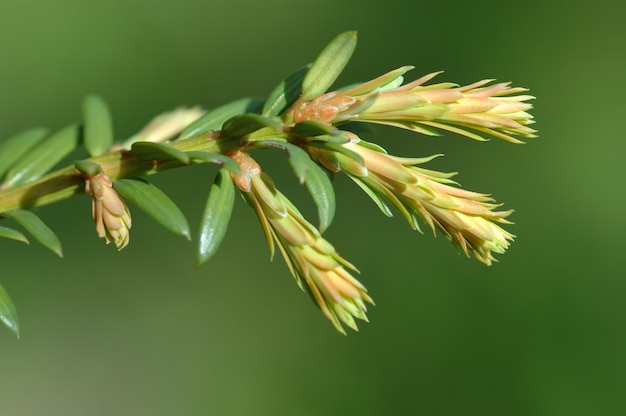 Foto zweig des baumes