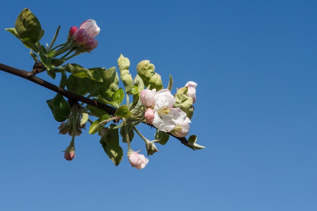 Zweig des blühenden Apfelbaums in einem Frühlingsgarten mit blauem Himmel im Hintergrund.