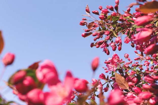 Zweig des blühenden dekorativen rosa Apfelbaums