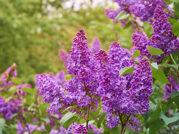 Zweig des blühenden Flieders in einem Frühlingsgarten.