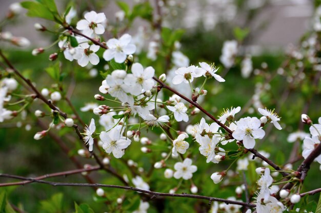 Zweig des blühenden Kirschbaums mit weißen Blüten isoliert im Garten, Nahaufnahme