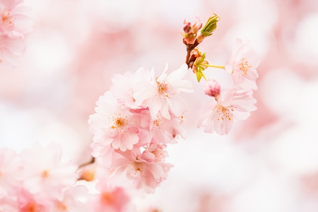 Zweig des blühenden rosa Sakura-Kirschblütenzweigs im blühenden Frühlingshintergrundkopierraum