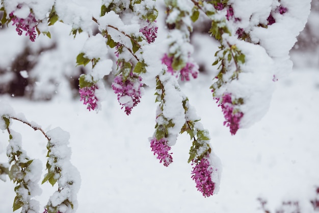 Zweig des blühenden Sakura-Baumes unter Schnee