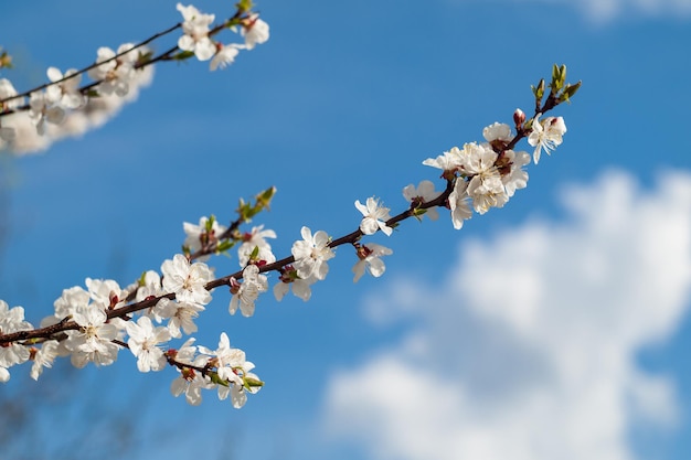 Zweig des frühlingsblühenden Apfelbaums mit blauem Himmel und Wolken im Hintergrund