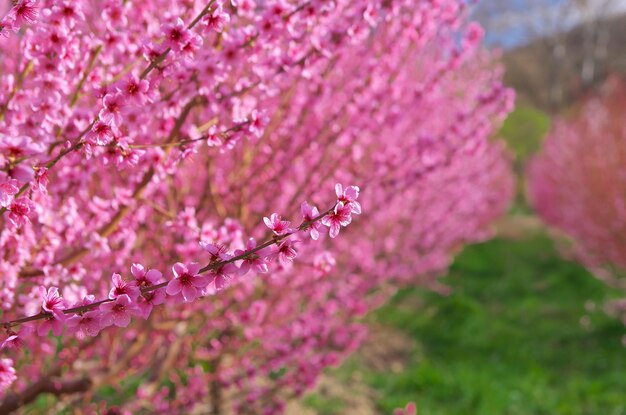 Zweig des Frühlingspfirsichs. Blumenbaum. Naturzusammensetzung.