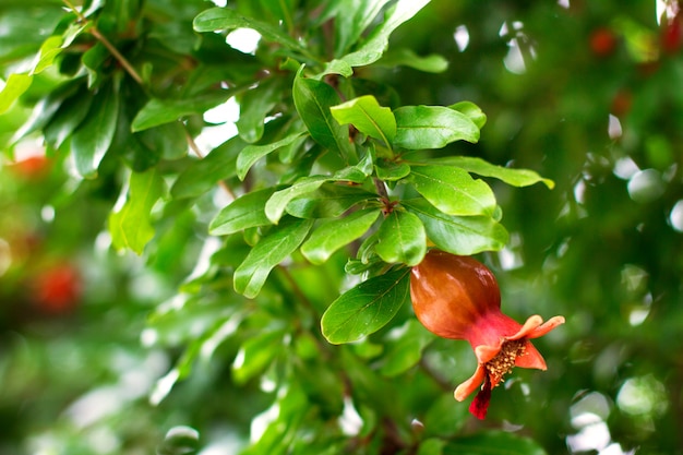 Zweig des Granatapfelbaums mit Blumen