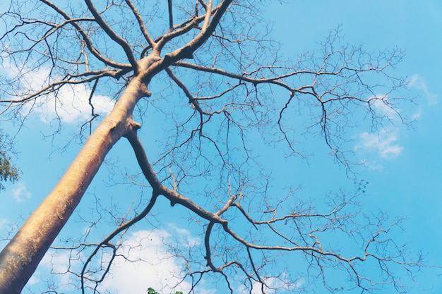 Zweig des großen Baumes im Herbst