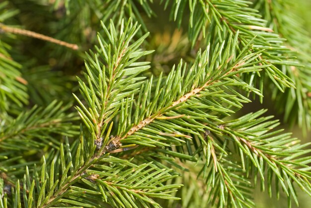 Zweig des grünen Weihnachtsbaumes