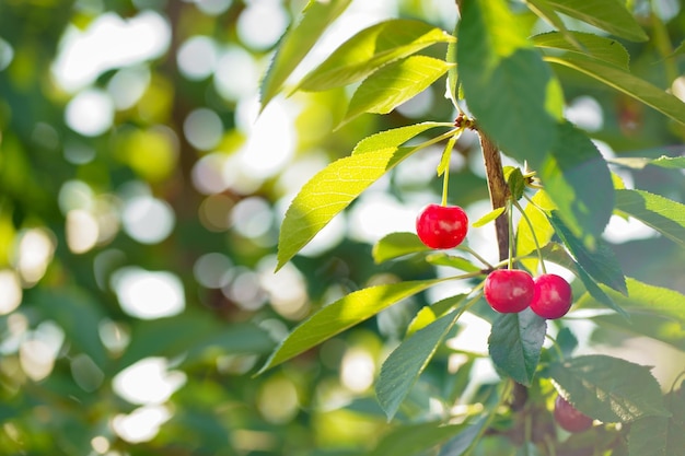 Zweig des Kirschbaums mit dunkelroten reifen Beeren und sonnenbeschienenem Laub gegen blauen Himmel