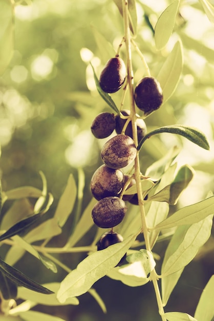 Zweig des Olivenbaums mit Früchten und Blättern, natürlicher Hintergrund für landwirtschaftliche Lebensmittel