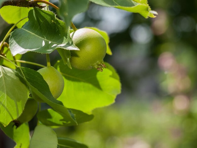 Zweig des Quittenbaums mit grünen unreifen Früchten im Obstgarten auf verschwommenem Hintergrund