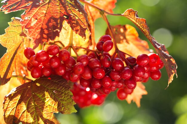 Zweig des roten Viburnum in einem Garten