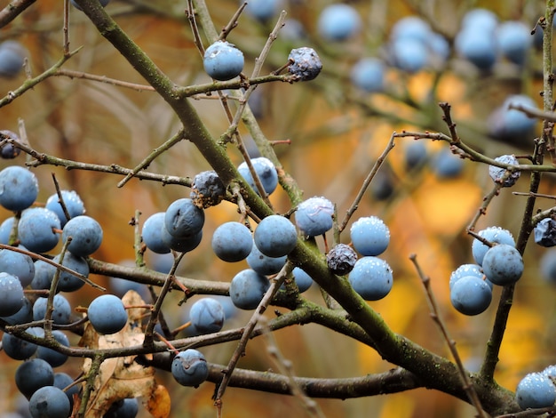 Zweig des Schwarzdorns mit Beeren