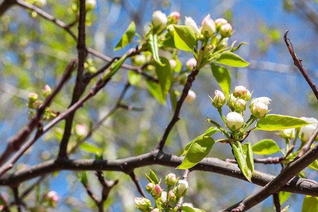 Zweig des wilden Apfelbaums in Blüte Frühlingszeit ein Apfelbaumzweig mit Blumen