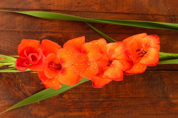Zweig einer orangefarbenen Gladiole auf einem hölzernen Hintergrund in Nahaufnahme