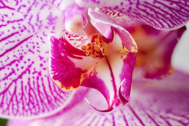 Foto zweig einer wunderschönen rosa phalaenopsis-orchidee, isoliert auf weiß