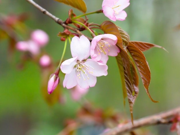 Zweig eines Baumes, der im Frühling blüht