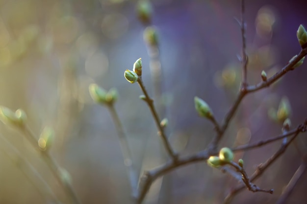 Zweig eines Baumes im Frühlingspark