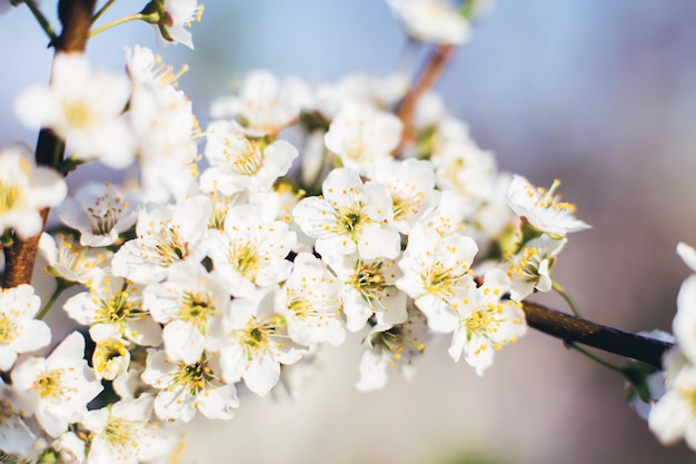 Zweig eines blühenden Baumbaums in voller Blüte