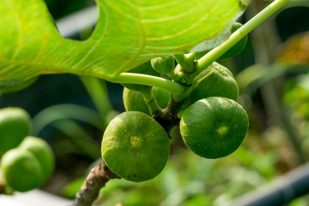 Zweig eines Feigenbaums (Ficus carica) mit Blättern und Früchten in verschiedenen Stadien der Reifung