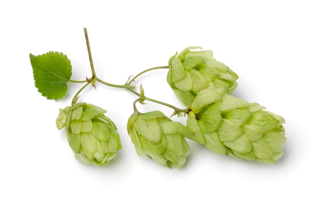 Zweig frischer grüner Hopfen isoliert auf weißem Hintergrund aus nächster Nähe