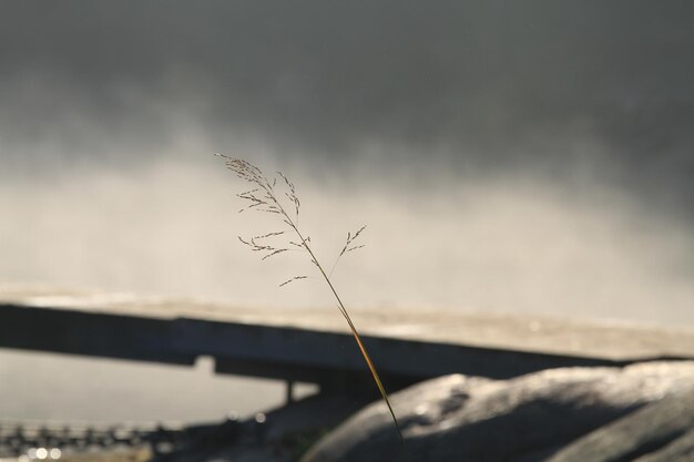 Zweig gegen den bewölkten Himmel