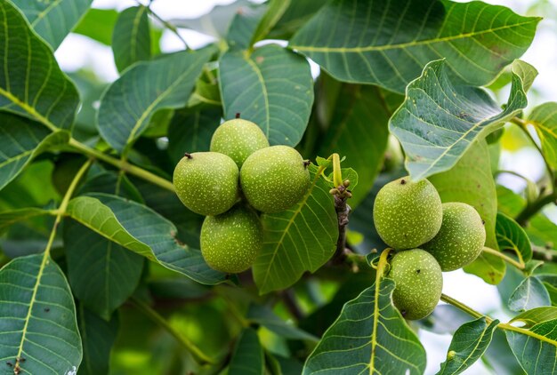 Zweig grüner Sommernüsse auf einem Baum Anbau von frischem Bio-Anbau