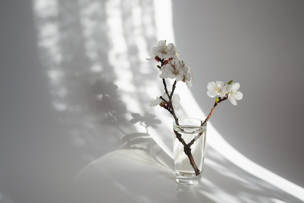 Zweig in voller Blüte in einer Glasvase. Morgensonnenlicht.