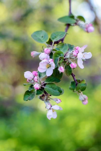 Zweig mit Apfelblüten im Garten