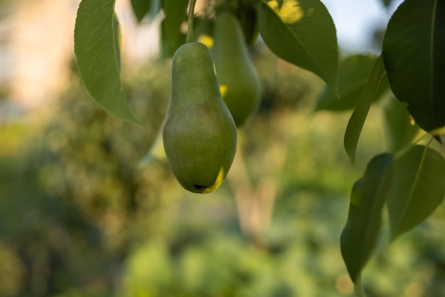 Zweig mit Birnen im Garten